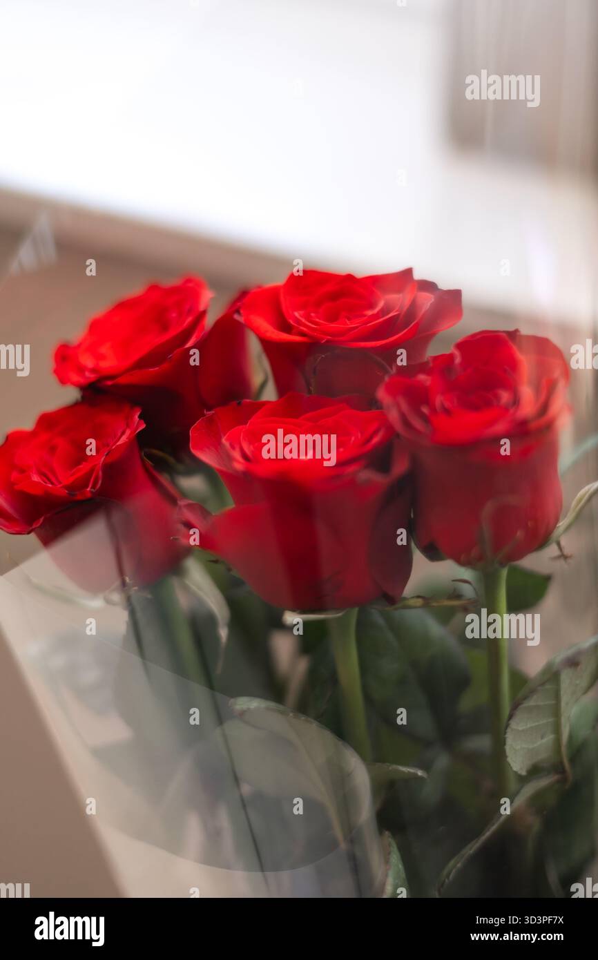Leuchtend rote Rosen in klarer Zellophanhülle mit weichem natürlichem Licht und flachem Fokus Stockfoto