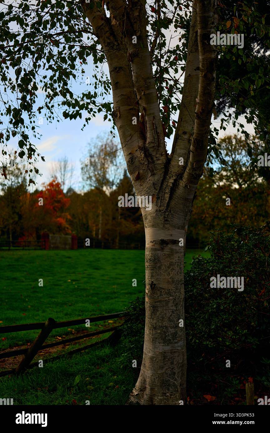 Bäume im Park Stockfoto