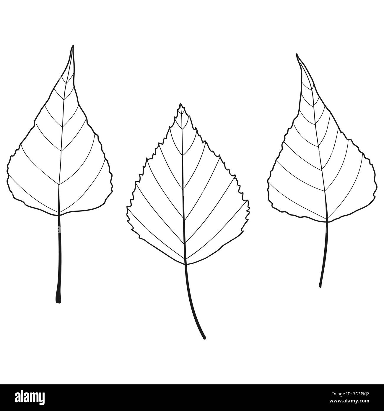 Populus deltoides Pappel Birkenbaum Blätter Stock Vektor