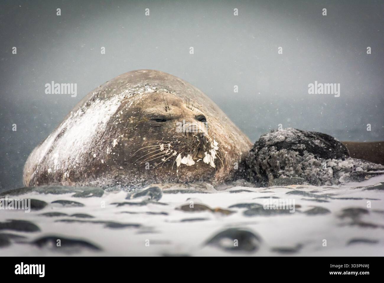 Es sieht aus wie Winter in der Antarktis, aber es ist Frühling. Elefantenrobbe mit 'gefrorenem Schnurrbart' und Welpen. Letzteres hat sich seit Ewigkeiten nicht bewegt. Das Leben ist hart. Stockfoto