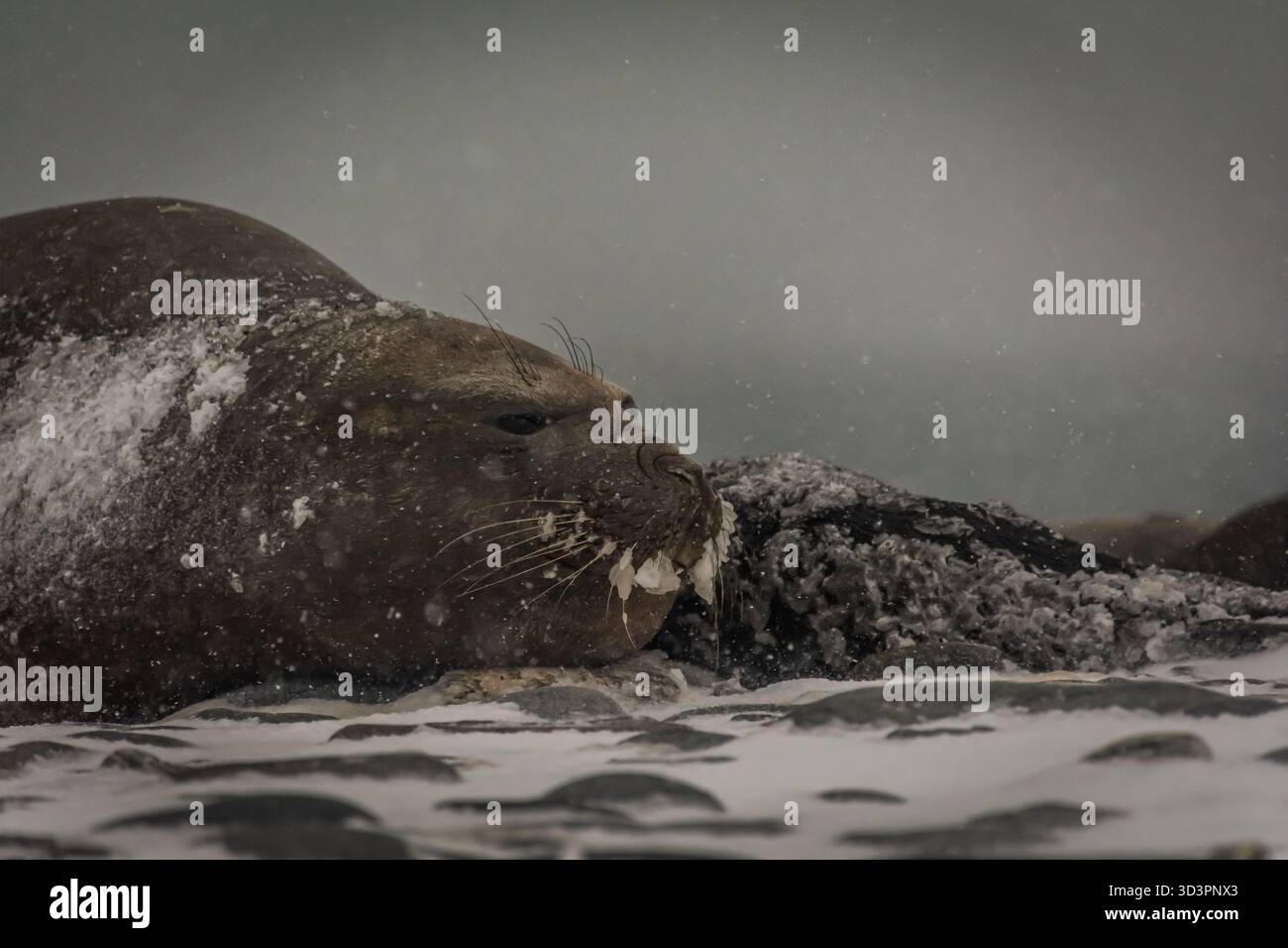 Es sieht aus wie Winter in der Antarktis, aber es ist Frühling. Elefantenrobbe mit 'gefrorenem Schnurrbart' und Welpen. Letzteres hat sich seit Ewigkeiten nicht bewegt. Das Leben ist hart. Stockfoto