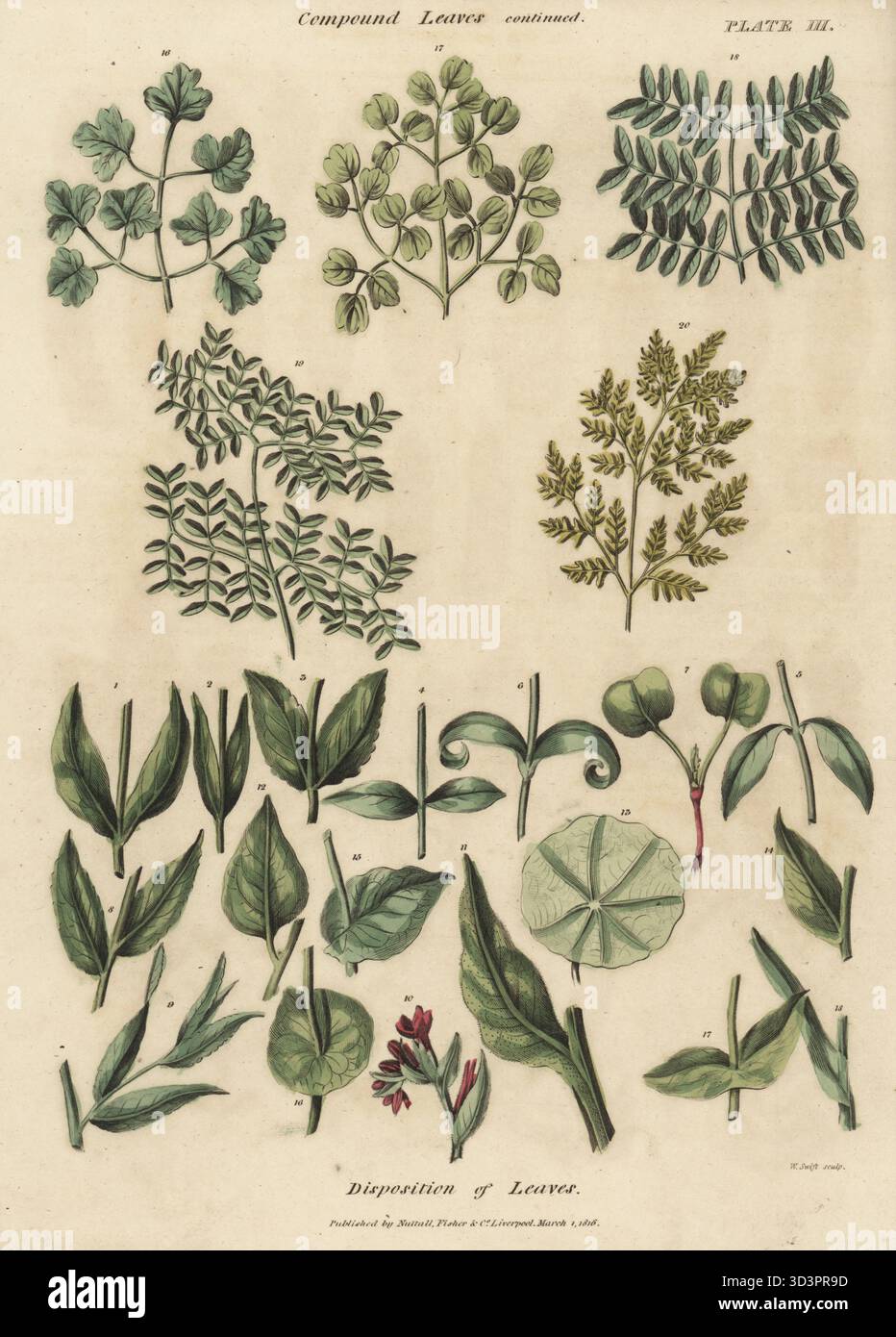 Zusammengesetzte Blätter von Pflanzen und Bäumen und Blattdisposition am Stamm. Handkolorierter Kupferstich von W. Swift aus Thomas Green's The Universal Herbal oder Botanical, Medical and Agricultural Dictionary, Caxton, London, 1824. Stockfoto