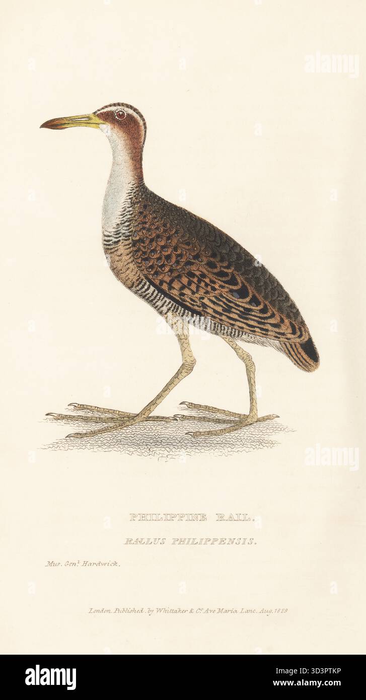 Buff-Band-Schiene, Hypotaenidia philippensis. Philippine Rail, Rallus philippensis. Nach einer Zeichnung des Soldaten-Naturforschers General Thomas Hardwicke von der British East India Company. Handkolorierter Kupferstich aus Edward Griffith's The Animal Kingdom von The Baron Cuvier, London, Whittaker, 1830. Stockfoto