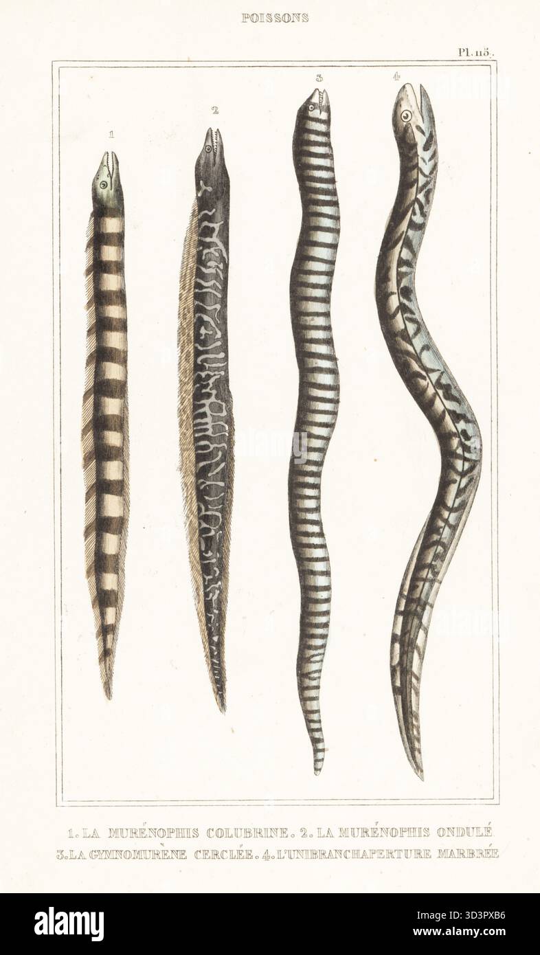 Bänderschlangenaal, Myrichthys colubrinus 1, wellige Muräne, Gymnothorax undulatus 2, Zebramuräne, Gymnomuraena Zebra 3 und Marmorierter Sumpfaal, Synbranchus marmoratus 4. Le murenophis colubrin, le murenophis ondule, le gymnomurene Cerclee, l'unibranchaperture Marmor. Handkolorierter Stippelstich von Frédéric Cazenave und anderen von Le Comte de la Cépède Oeuvres du comte de Lacépède, comprenant l'histoire naturelle des Poissons, Paris, um 1850. Die nicht akkreditierten Illustrationen wurden aus Originalen von Jacques de Seve, Marcus Bloch, Robert Benard, Jean-Gabriel Pretre usw. kopiert Stockfoto