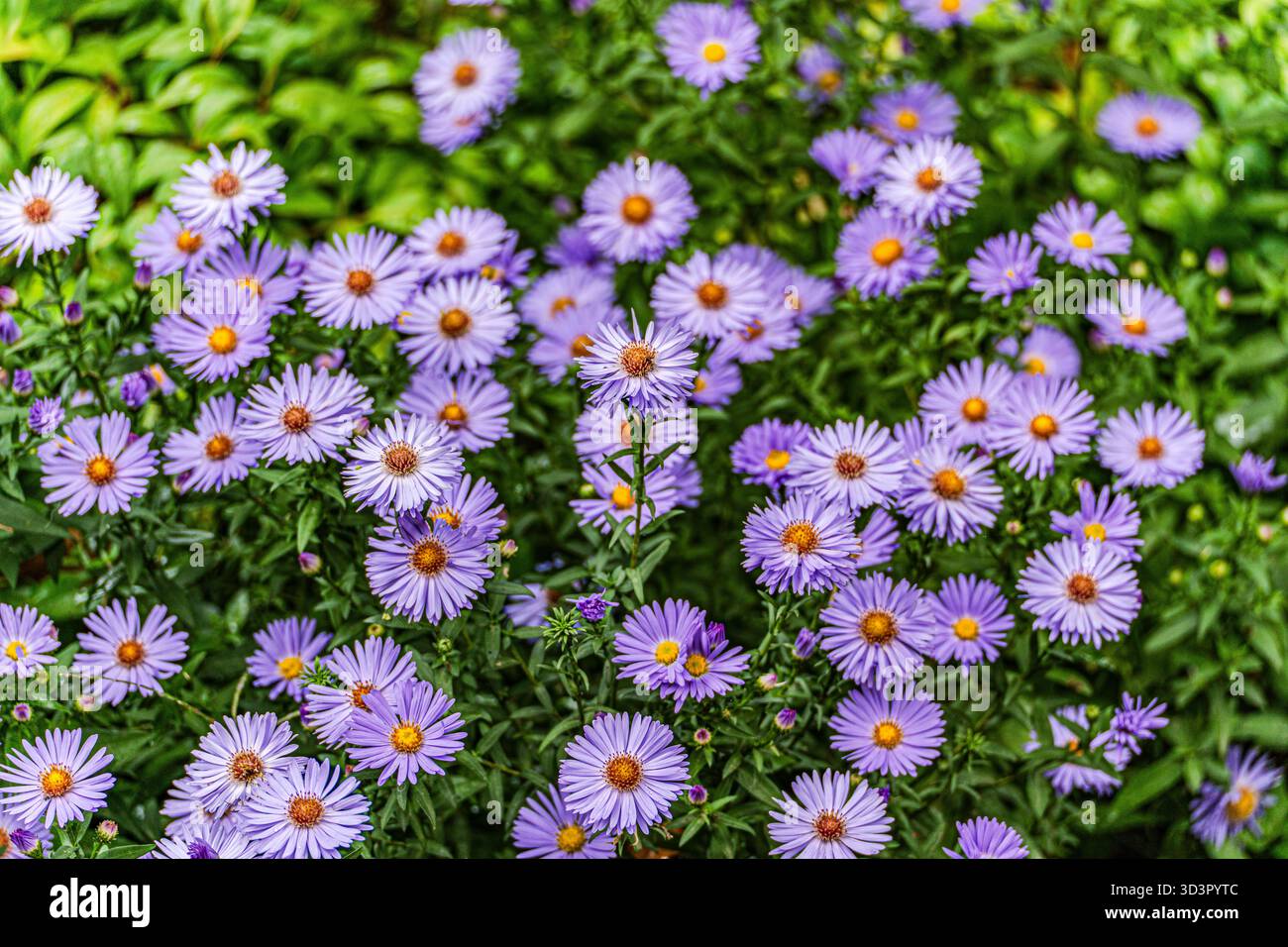Leuchtend violette Astern blühen inmitten üppiger Vegetation in einem ruhigen japanischen Garten und schaffen einen lebendigen Wandteppich aus herbstlichen Farben, der an Ruhe und Ruhe erinnert Stockfoto