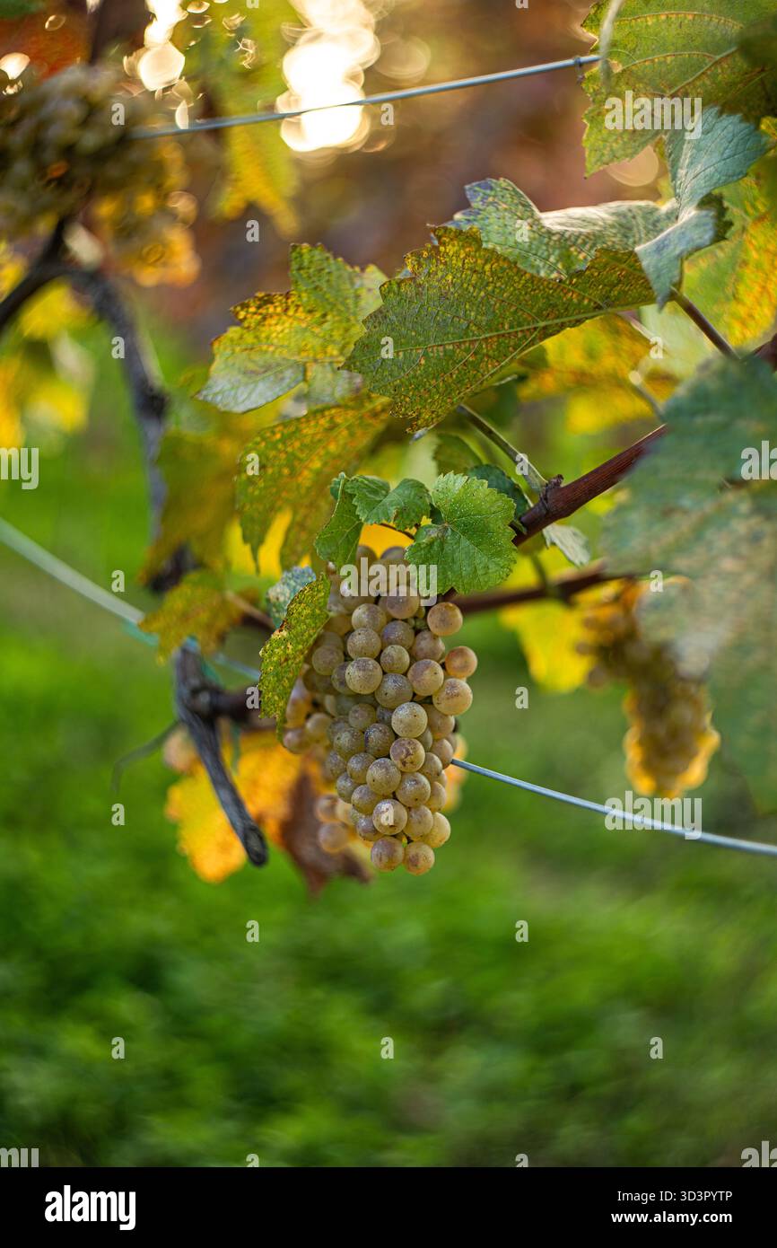 Nahaufnahme reifer Trauben, die an einer Rebe in einem herbstlichen Weinberg in Kakheti, Georgia hängen. Das goldene Licht verstärkt die Textur des leuchtend grünen Leaves Stockfoto