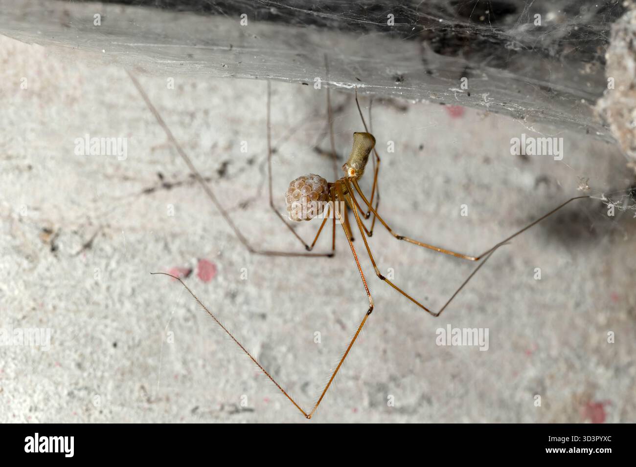 Eine Phrolcus phalangioides, allgemein bekannt als Kellerspinne, ruht an einem Sommertag in Asturien in ihrem Netz mit einem Eiersack und zeigt seine de Stockfoto