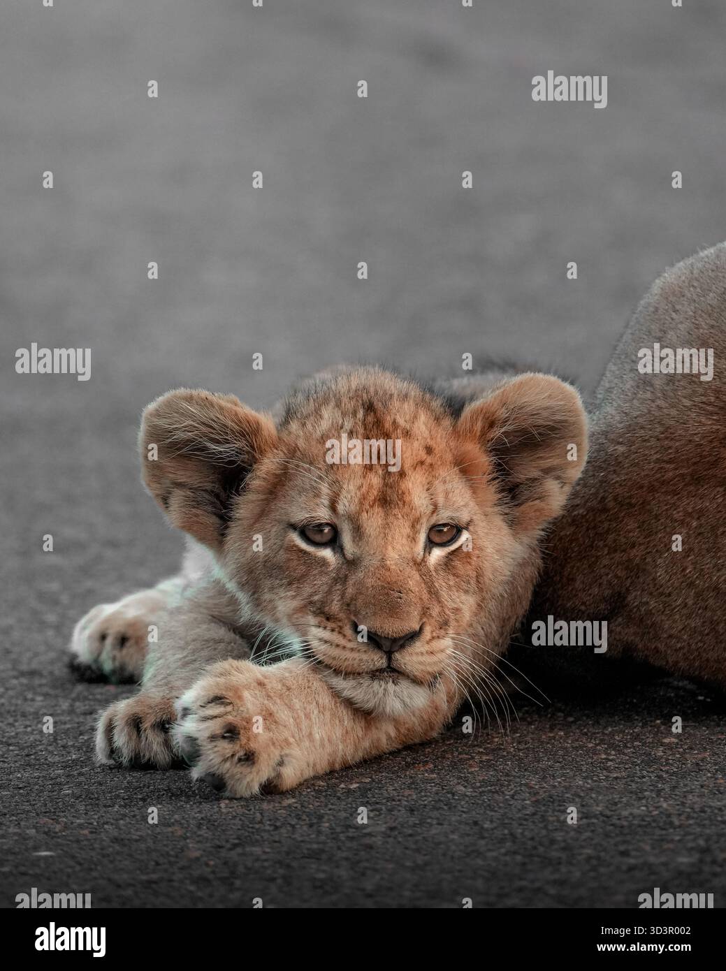 Ein heiterer Löwenjunge liegt bequem auf einer Asphaltstraße und zeigt seine bezaubernden Eigenschaften und die ruhige Natur. Dies fängt das Wesen der Tierwelt in ein Stockfoto