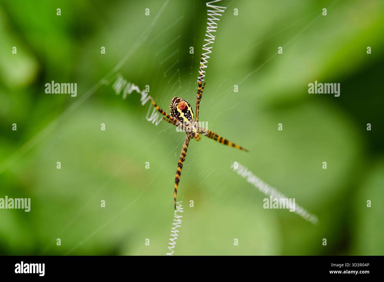 Nahaufnahme der Spinne auf dem Netz im Wald Stockfoto