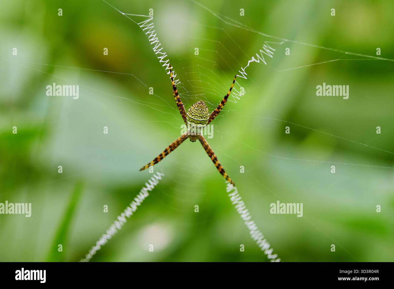 Nahaufnahme der Spinne auf dem Netz im Wald Stockfoto