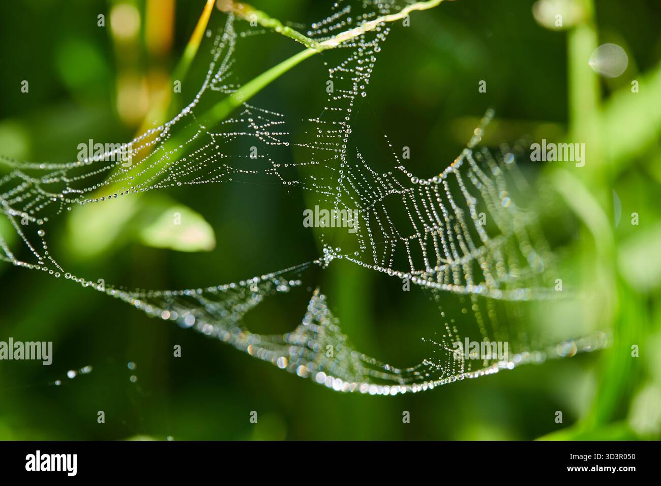 Nahaufnahme von Tropfen auf Spinnennetz Stockfoto