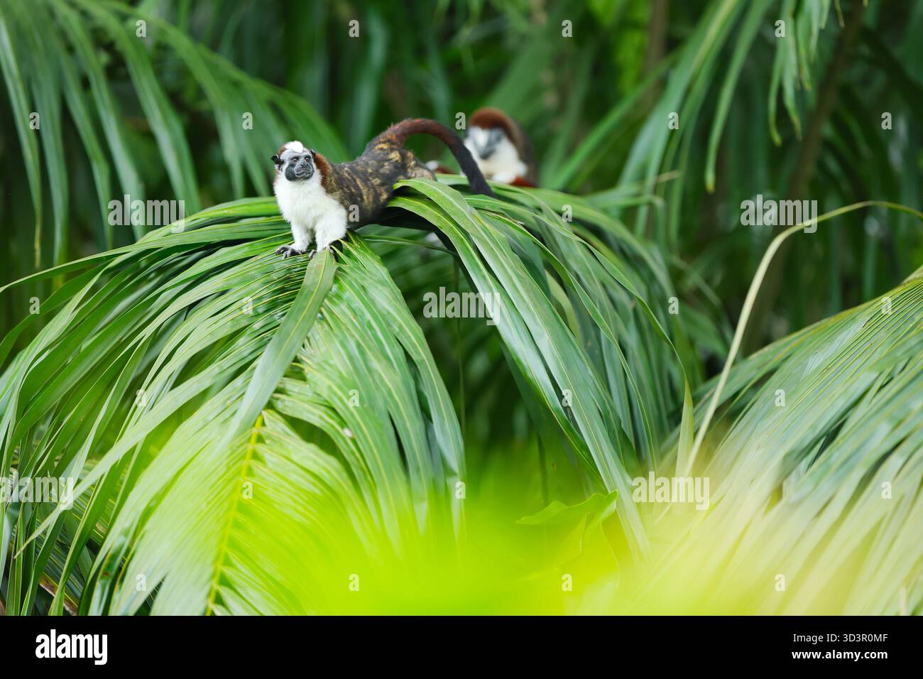 Ein fesselnder Tamarin-Affe ruht gemütlich auf üppig grünen Palmenwedeln. Die grüne Umgebung unterstreicht ihren natürlichen Lebensraum in der Biodiversität A Stockfoto