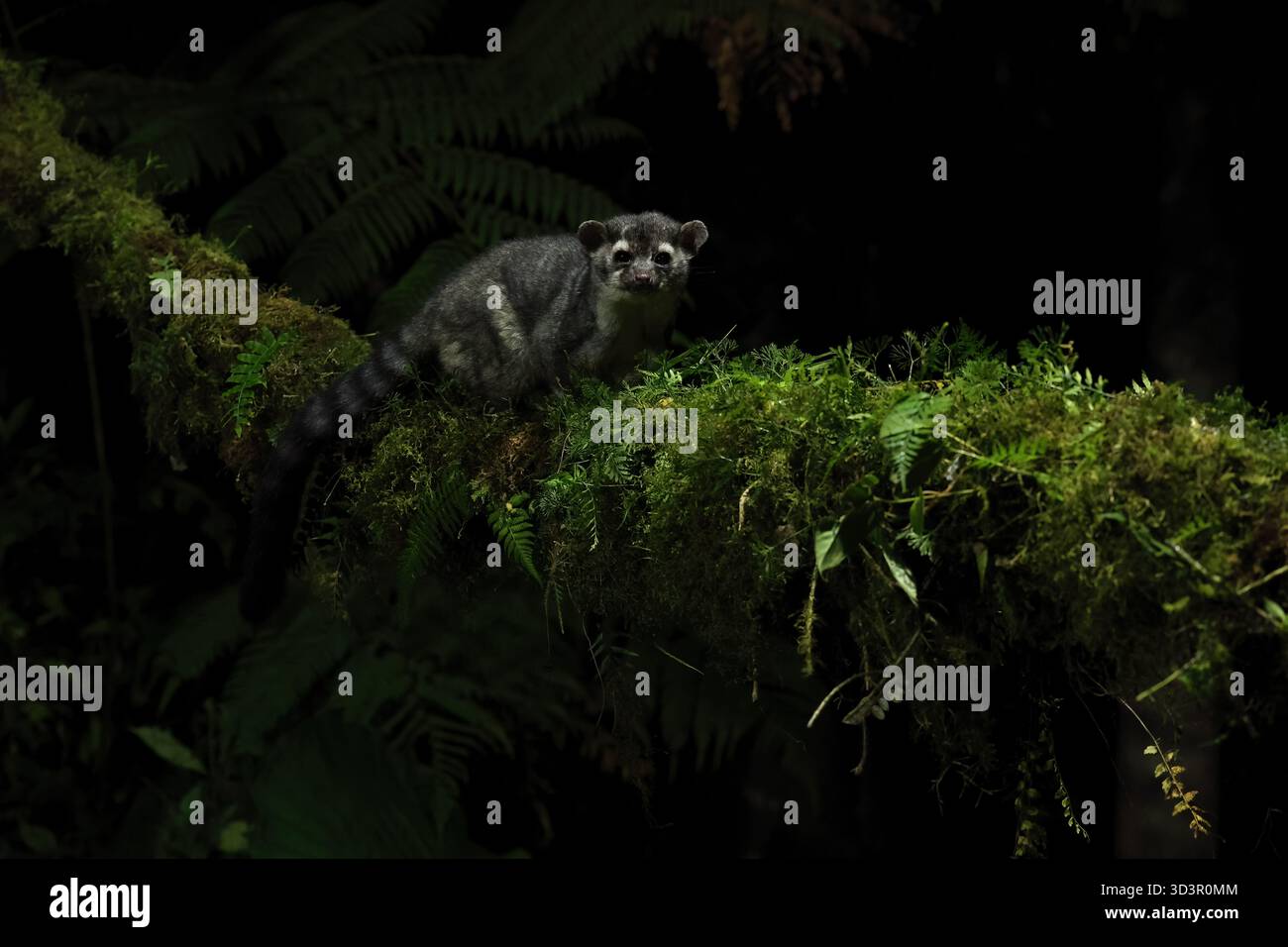 Eine mystische Nachtszene in Panamas üppigem Wald fängt eine nächtliche Kreatur ein, die auf einem moosigen Zweig thront, umgeben von dichtem Laub, das die ess verkörpert Stockfoto