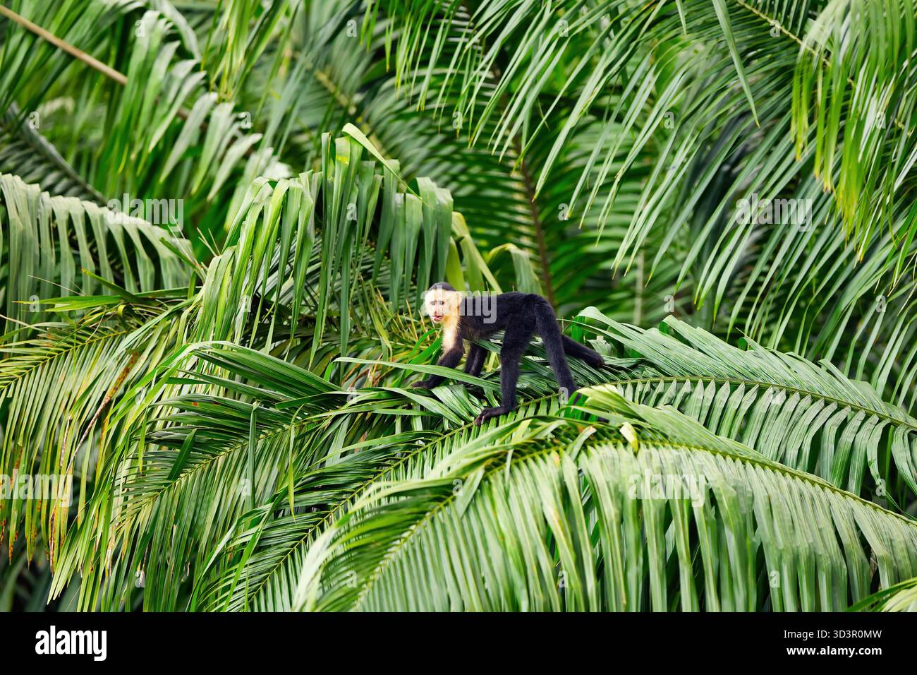 Ein kurioser Kapuzineraffe erkundet lebendiges Grün in einem üppigen panamaischen Regenwald und zeigt die vielfältige Tierwelt der Region und ihre reichen Tropen Stockfoto