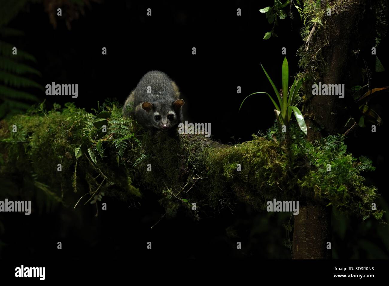 Ein kurioses nächtliches Tier sitzt auf einem moosigen Zweig, umgeben von üppigem Laub, gefangen im lebhaften Regenwald von Panama während einer magischen Nacht Stockfoto