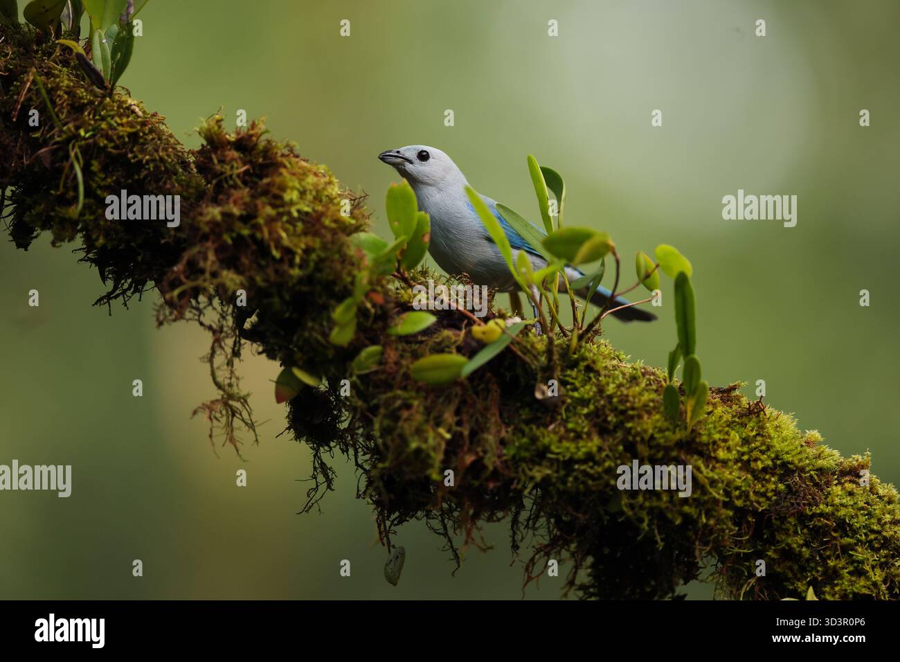 Ein leuchtend blauer Tanager, der sich anmutig auf einem moosbedeckten Zweig inmitten üppiger Grünflächen im reichen Ökosystem Mittelamerikas thront und die Schönheit der Stockfoto