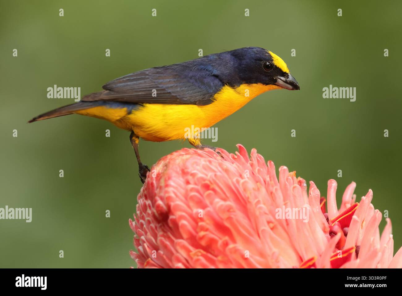 Ein lebendiger, farbenfroher Vogel thront anmutig auf einer auffälligen rosa Blume, die vor einem üppigen grünen Hintergrund in Mittelamerika präsentiert wird und die Stockfoto