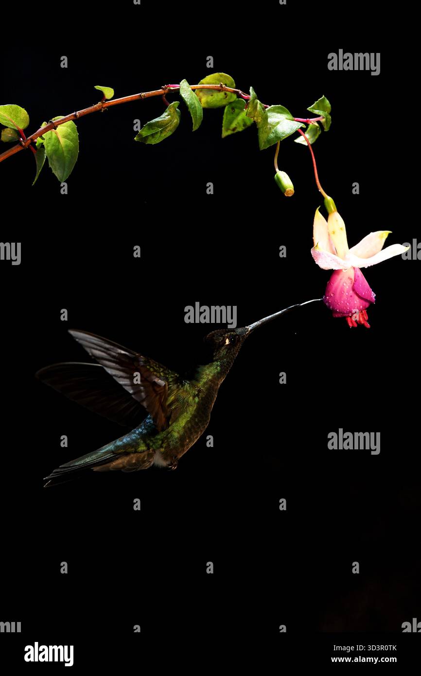 Ein herrlicher Kolibri schwebt sanft neben einer lebendigen Blume, deren schillernde Federn im Sonnenlicht schimmern. In atemberaubender Detailgenauigkeit aufgenommen i Stockfoto