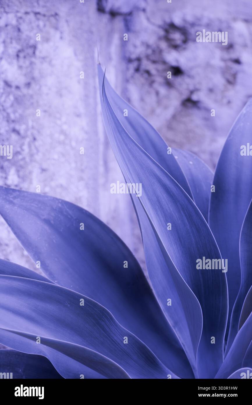 Ein auffälliges Bild von Agave attenuata mit violetten Blättern vor einem strukturierten Steinhintergrund. Die abstrakte Natur und die einzigartige Farbe unterstreichen die Hauptattraktion Stockfoto