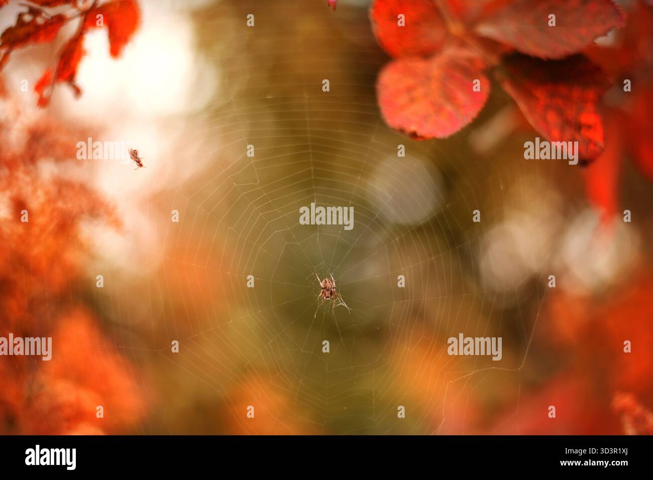 Spinne mit Beute im Netz, farbenfroher Herbsthintergrund Stockfoto