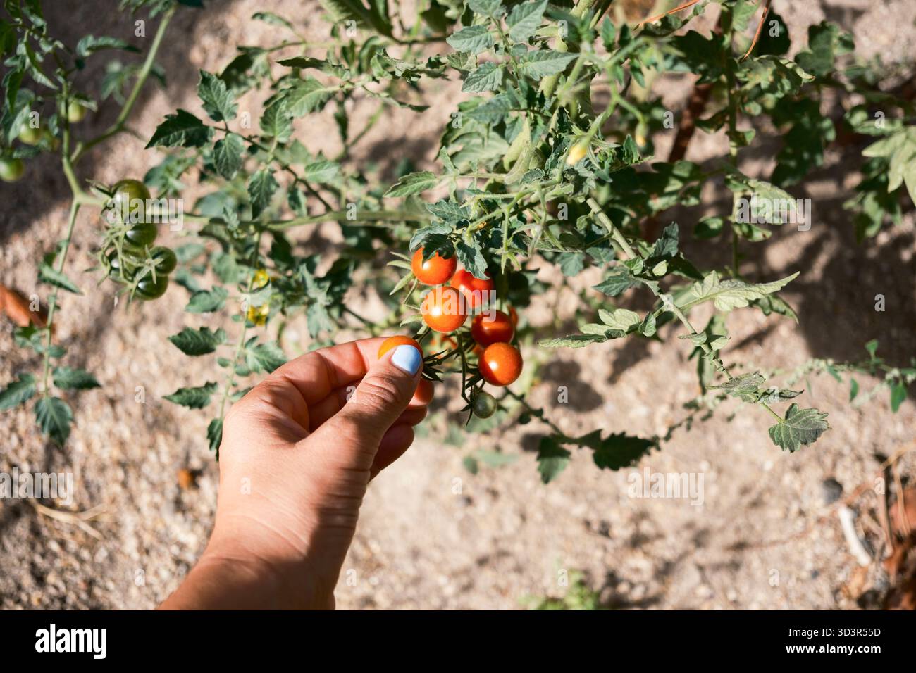 Eine Hand pflückt sorgfältig reife Kirschtomaten aus einer üppigen Pflanze in einem Herbstgarten und fängt die Essenz der saisonalen Ernte und die Schönheit der Natur ein. Stockfoto