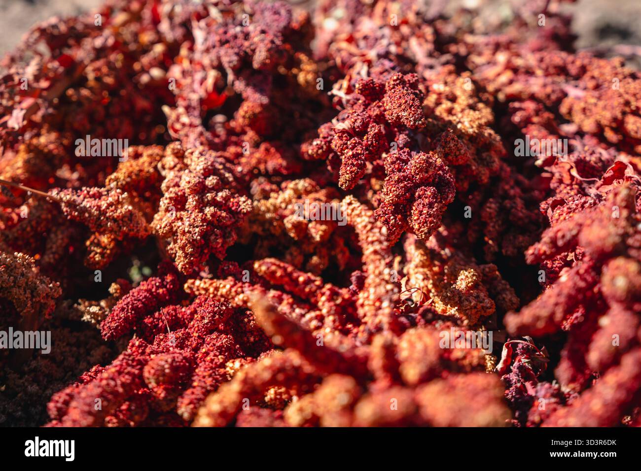 Lebendige Quinoa-Körner aus den letzten Erntetagen in den Anden, bolivianischen Hochland, mit satten Rottönen bei hellem Sonnenlicht, die t hervorheben Stockfoto