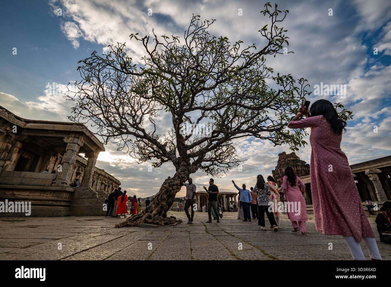 Hampi, Indien - 01. November 2025: Blick auf die alten Ruinen von Hampi, wo ein reifer Baum prominent steht, während Besucher anhalten, um seine Schönheit wieder einzufangen Stockfoto