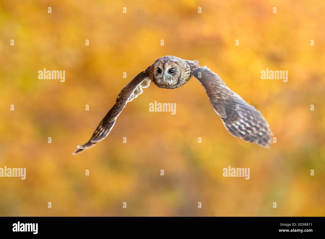 Der Tawny Eule (Strix aluco), auch Brauneule genannt, ist eine mittelgroße Eulenkeule aus der Familie der Strigidae Stockfoto