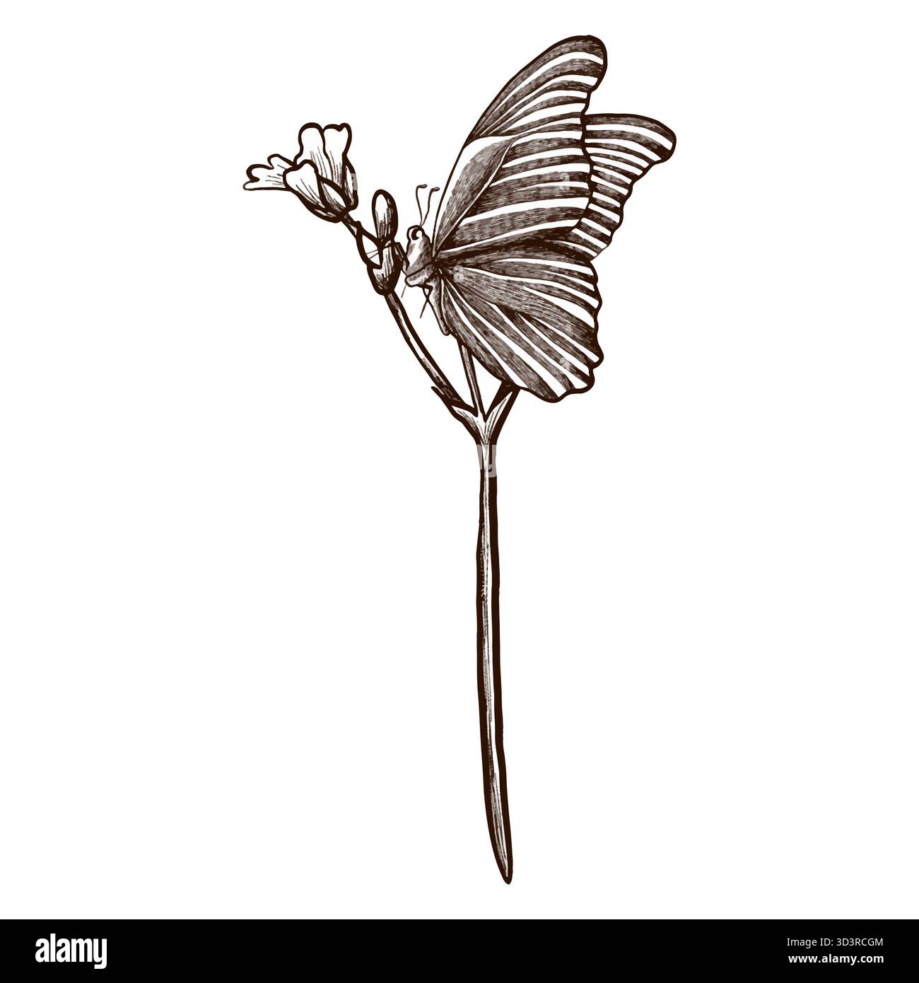 Zeichnung eines Schmetterlings auf einer Blume. Handgezeichnetes Vektorgrafik-Bild. Stockfoto
