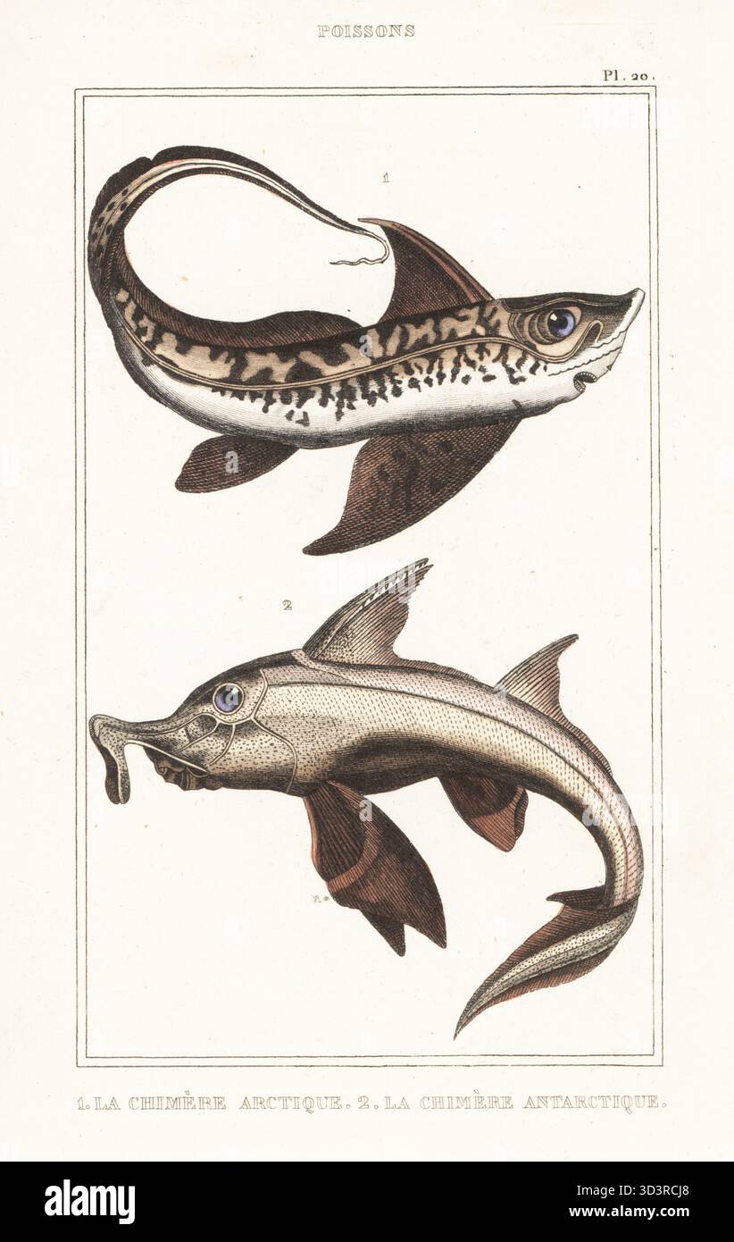 Kaninchenfische oder Rattenfische, Chimaera monstrosa 1 und amerikanische Elefantenfische Callorhinchus callorynchus 2. La chimere Arctique 1, La chimere antarctique, Callorhynchus antarcticus. Handkolorierter Stippelstich aus dem Oeuvres du comte de Lacépède, comprenant l'histoire naturelle des Poissons, Paris, um 1850. Die nicht akkreditierten Illustrationen wurden aus Originalen von Jacques de Seve, Marcus Bloch, Robert Benard, Jean-Gabriel Pretre usw. kopiert Stockfoto