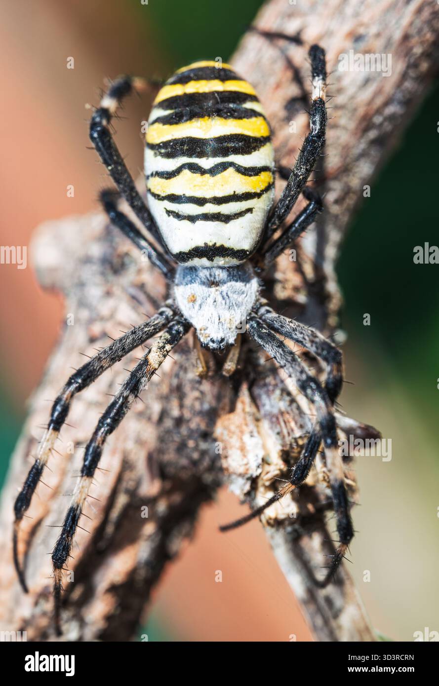 Vertikales Nahporträt einer bunten Wasp Spider (Argiope bruennichi) mit gelb-schwarz gestreiftem Bauch auf einem Ast. Stockfoto