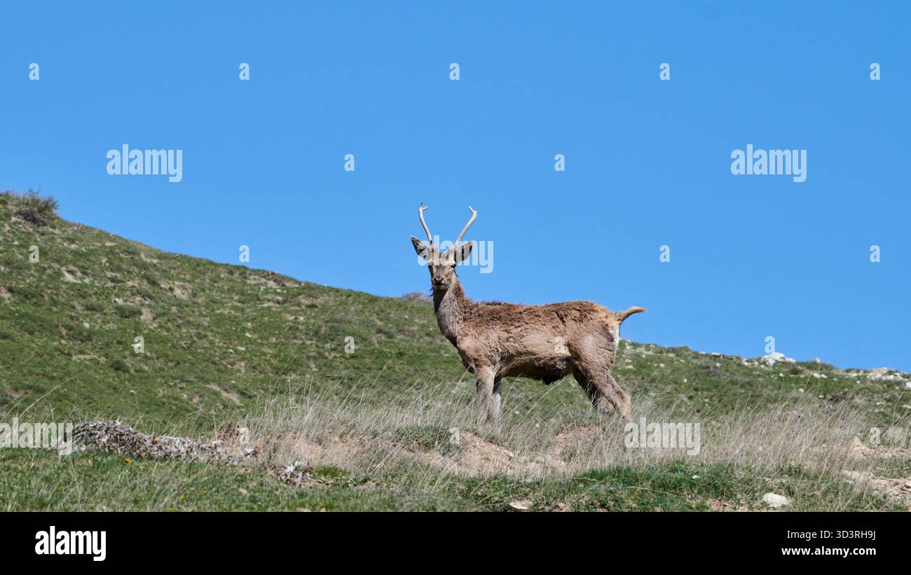 Junghirsch steht auf einem grünen, grasbewachsenen Berghang vor einem klaren, tiefblauen Himmel und blickt direkt in die Kamera. Die Tierwelt Aserbaidschans. Stockfoto