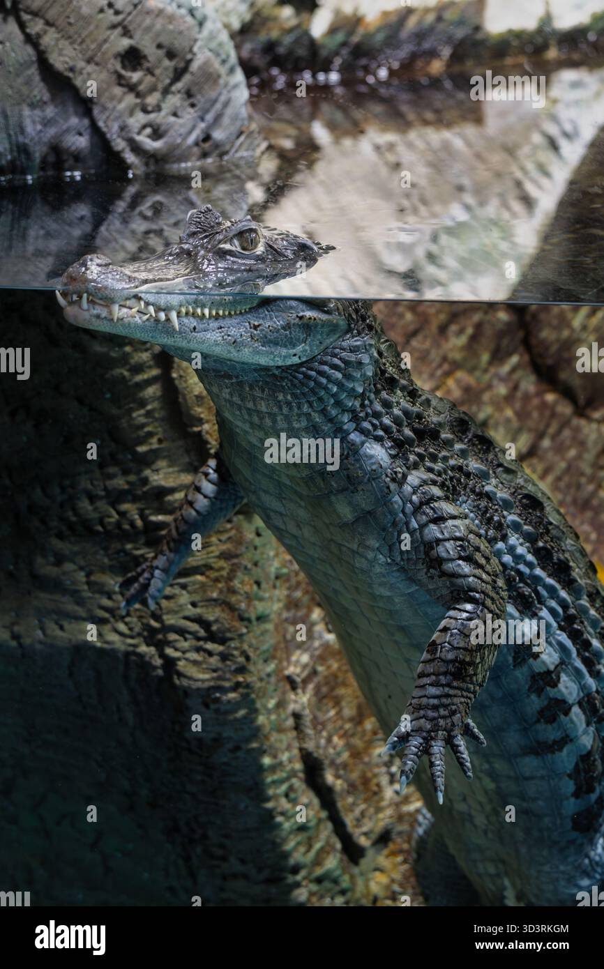 Caiman (Caiman crocodilus) teilweise in Wasser getaucht, Augen und Nasenlöcher über der Oberfläche, strukturierte Schuppen in felsigem Wassergehege. Stockfoto