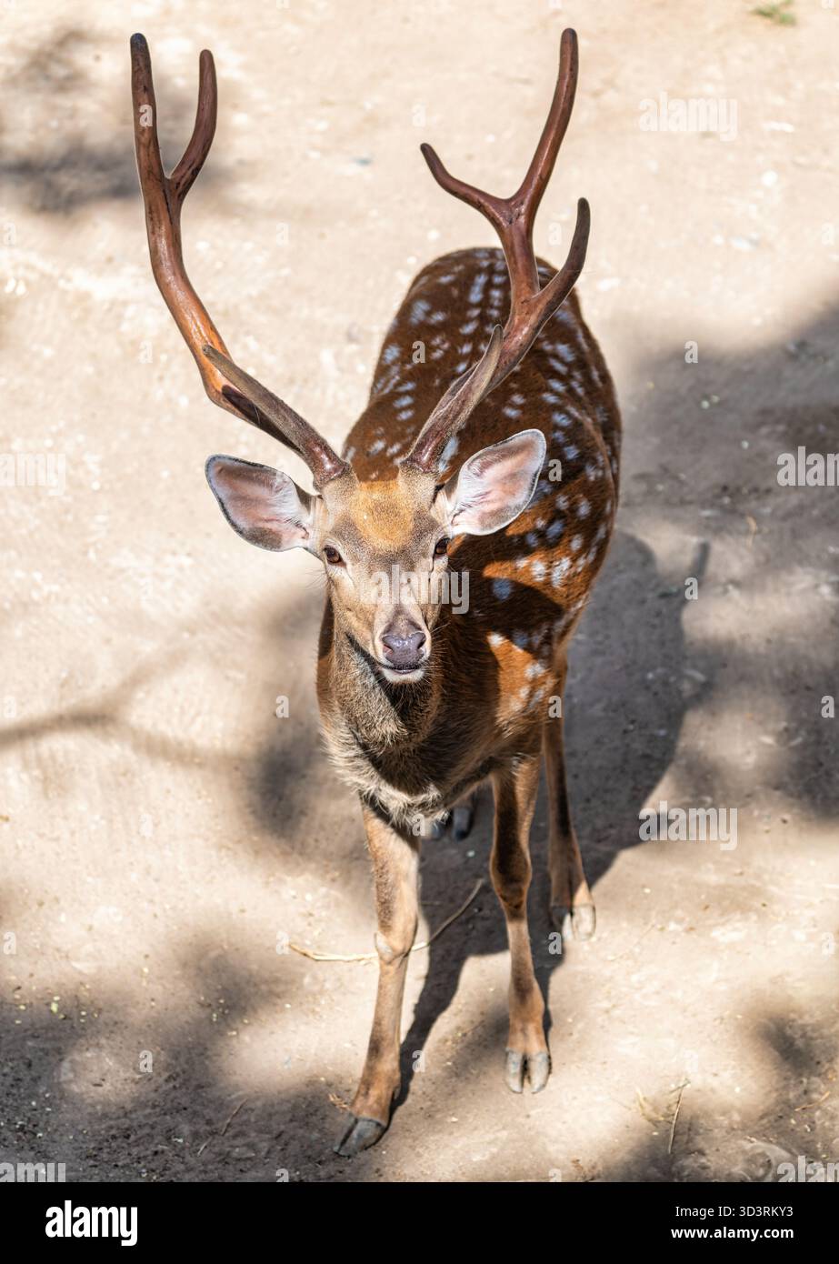 Sika-Hirsch (Cervus nippon) mit beeindruckenden Geweihen steht auf sonnendurchflutetem Weg, das Fell leuchtet. Wachsamer Blick in natürlicher Umgebung im Freien. Stockfoto