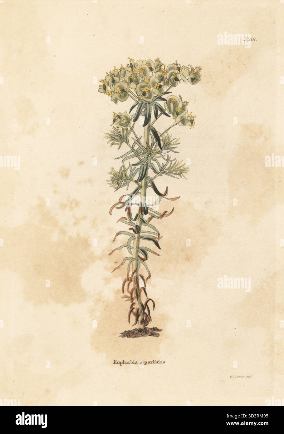 Cypress-Spurge, Euphorbia cyparissias. Handkolorierter Kupferstich von George Cooke aus Conrad Loddiges' The Botanical Cabinet, London, 1818. Stockfoto