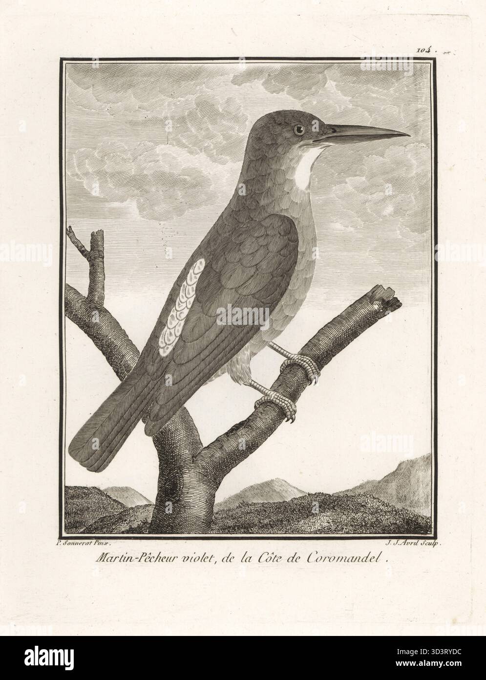 Ruddy kingfisher, Halcyon Coromanda. Sie ist in Ost- und Südostasien von Südkorea und Japan bis China und Indien beheimatet. Martin-pecheur Violet de la cote de Coromandel. Kupferstich von J. J. Avril nach einer Illustration von Pierre Sonnerat aus seiner Voyage aux Indes Orientales et à la Chine (Voyage to the East Indies and China, Dentu, Paris, 1806). Stockfoto