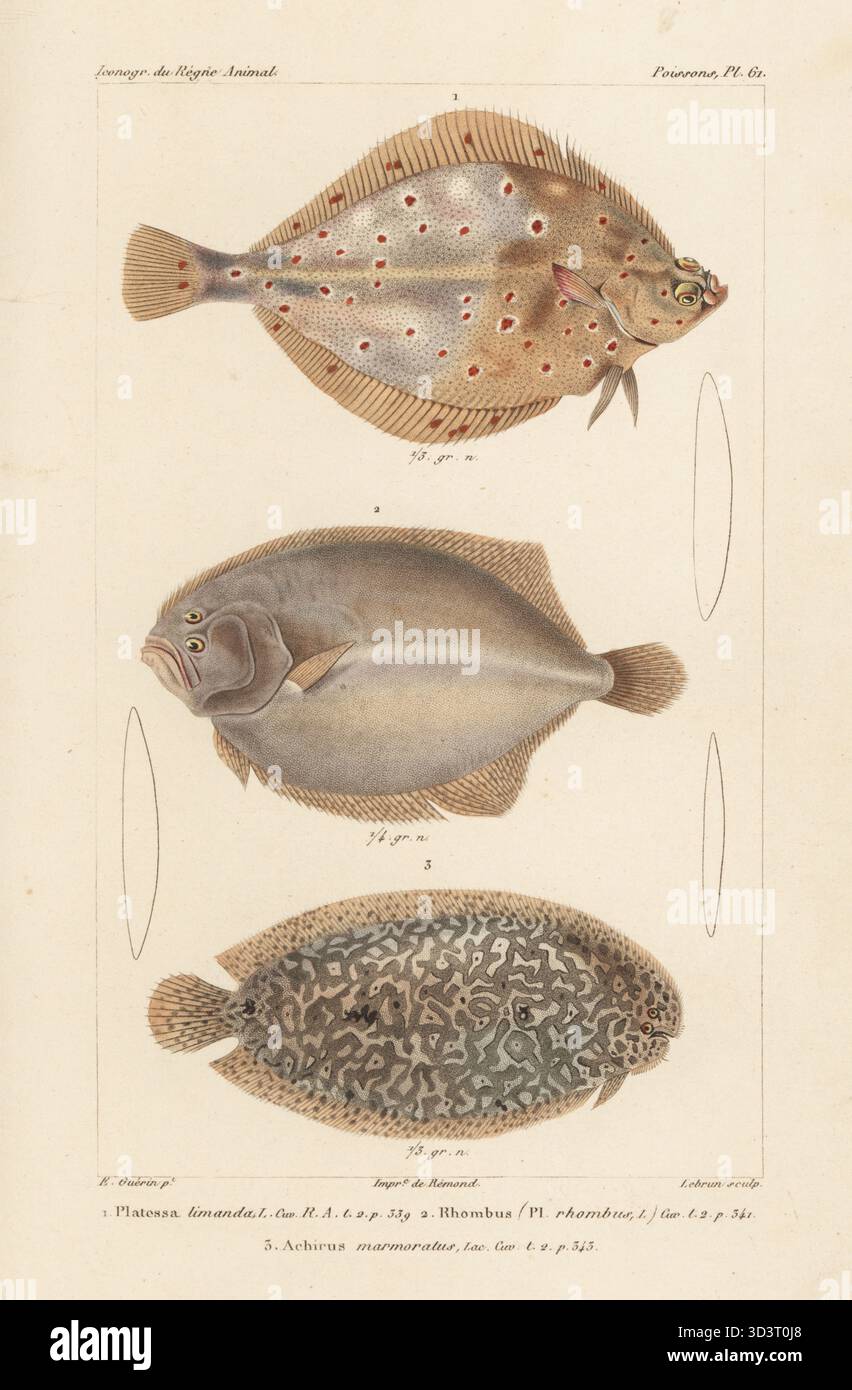Gewöhnlicher dab, Limanda limanda 1, Brill, Scophthalmus rhombus 2 und gesprenkelte Sohle, Pardachirus marmoratus 3. Handkolorierter Stippelstich von Eugene Giraud nach einer Illustration von Felix-Edouard Guérin-Méneville aus Guérin-Ménevilles Iconographie du règne Animal de George Cuvier, Ikonographie des Tierreiches von George Cuvier, J. B. Bailliere, Paris, 1829-1844. Stockfoto
