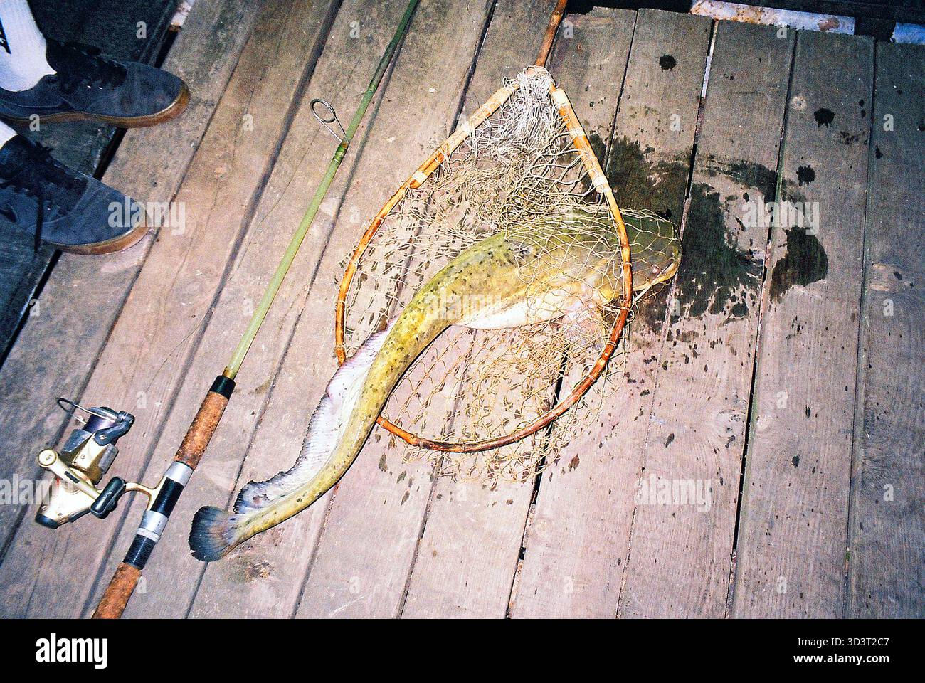 Ein Fisch, der nachts in einem Netz über dem Fluss gefangen wurde, mit analogem Blitz aufgenommen, seine Schuppen glühten, bevor er wieder ins Wasser zurückgelassen wird. Stockfoto