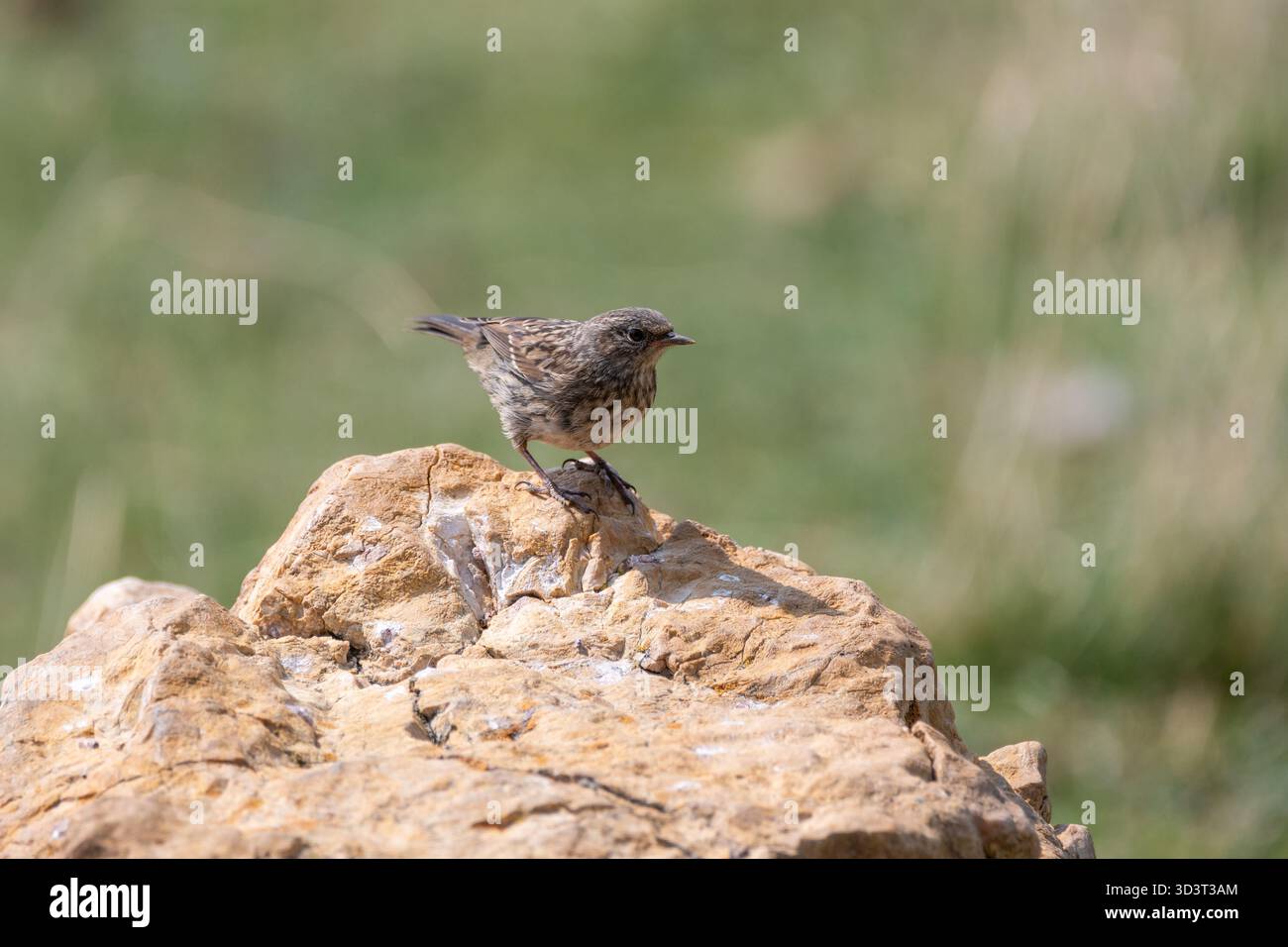 nordkeuchen, Spitzkeuchen, Oenanthe, Jungtiere auf einem Felsen, Coll de PAL, Katalonien, Spanien Stockfoto