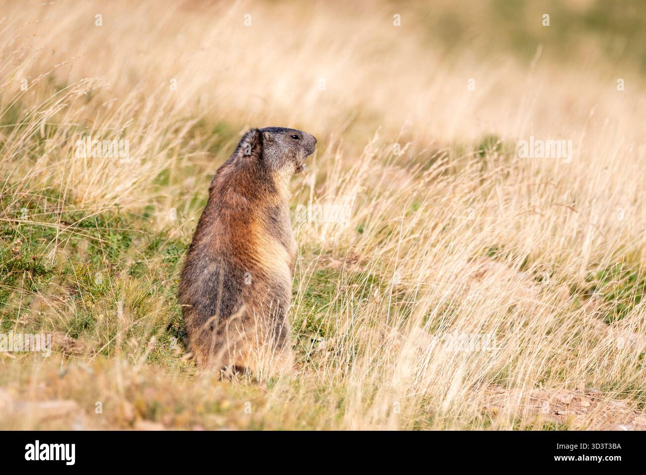 alpenmurmeltier, in der Nähe seines Nestes, Mund offen schreiend, Marmota marmota, Coll de Pal, Katalonien, Spanien Stockfoto