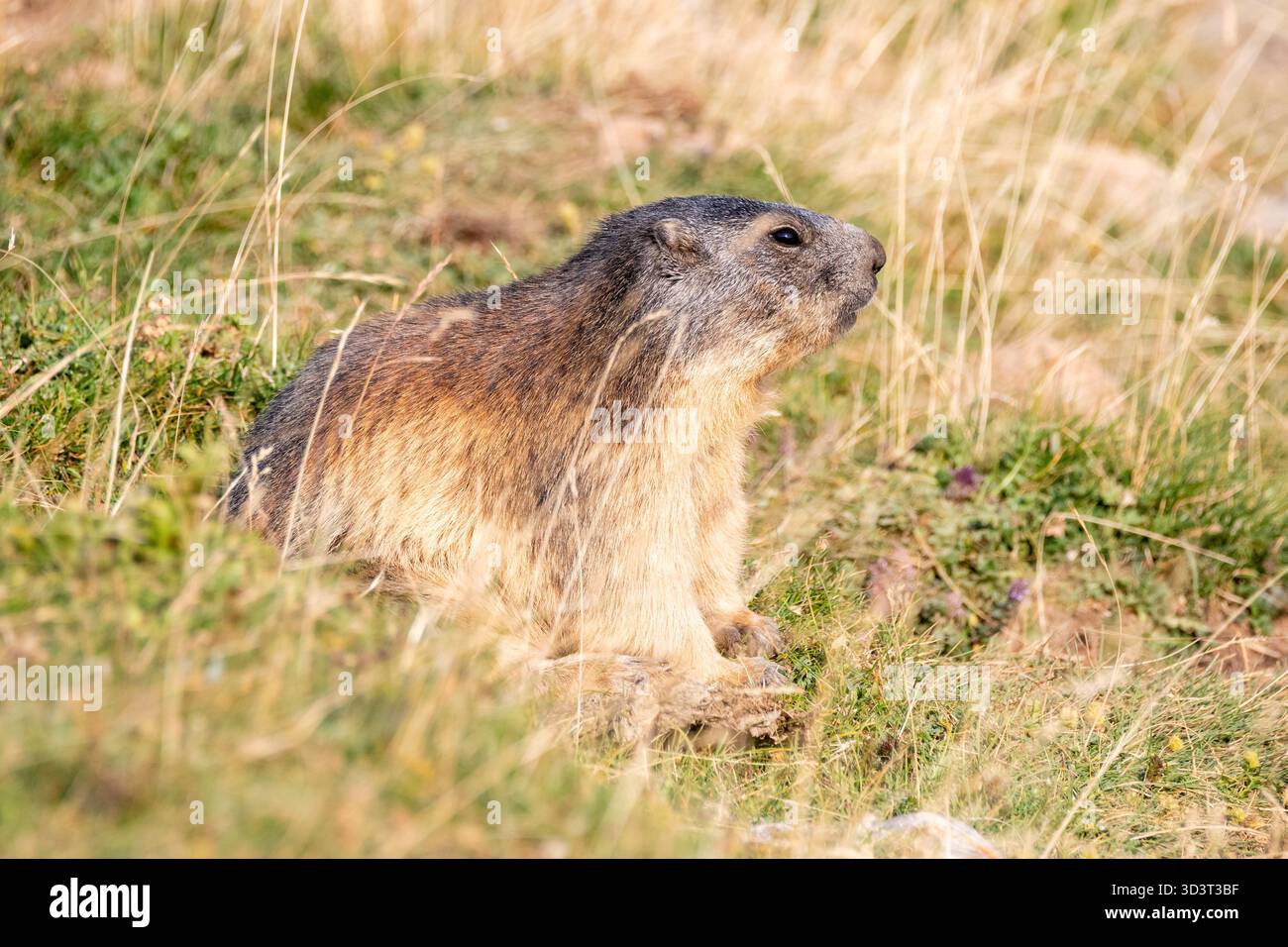 alpenmurmeltier, in der Nähe seines Nestes, Marmota marmota, Coll de Pal, Katalonien, Spanien Stockfoto