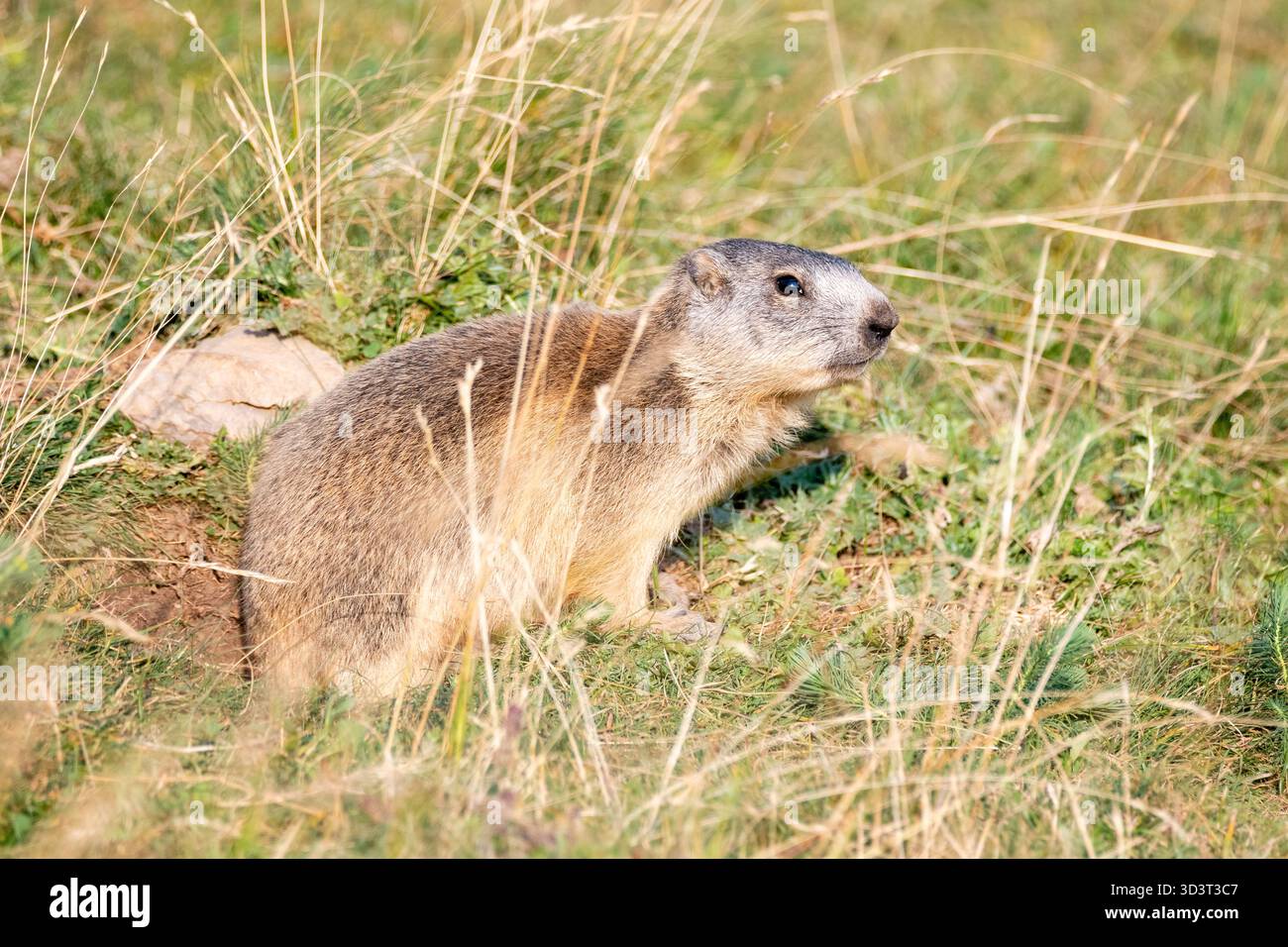 alpenmurmeltier, in der Nähe seines Nestes, Marmota marmota, Coll de Pal, Katalonien, Spanien Stockfoto