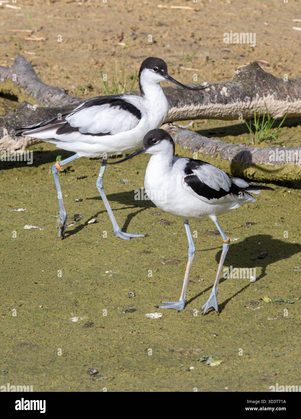 Zwei Avocets (Recurvirostra avosetta), Gefangene Watvögel im WWT Arundel, West Sussex, England, Großbritannien Stockfoto