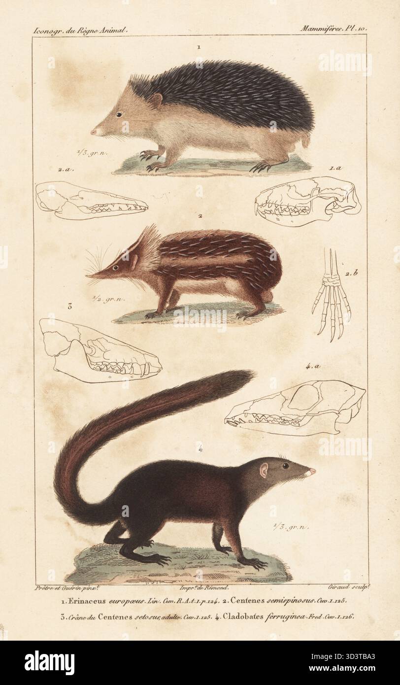 Braunbrust-Igel, Erinaceous europaeus 1, Tieflandsträhnen-Tenrec, Hemicentetes semispinosus 2, Sumatra-Baumrew, Tupaia ferruginea 4 und Tenrec ecaudatus 3. Handkolorierter Kupferstich von Eugene Giraud nach einer Illustration von Felix-Edouard Guérin-Méneville und Jean-Gabriel Pretre aus Guérin-Ménevilles Iconographie du règne Animal de George Cuvier, Ikonographie des Tierreiches von George Cuvier, J. B. Bailliere, Paris, 1829–1844. Stockfoto