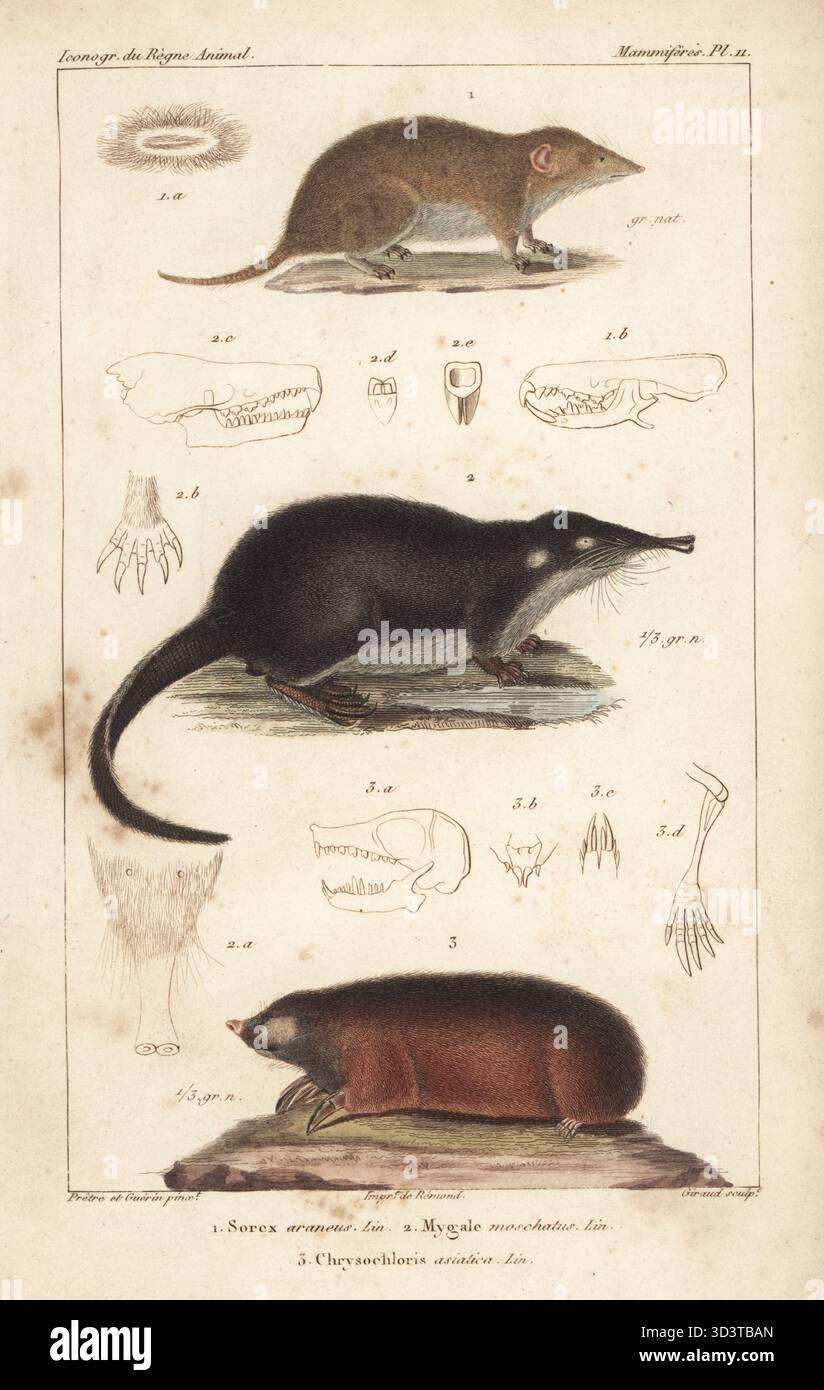 Sorex araneus 1, Desman, Desmana moschata 2 und Cape Golden mole, Chrysochloris asiatica 3. Handkolorierter Kupferstich von Eugene Giraud nach einer Illustration von Felix-Edouard Guérin-Méneville und Jean-Gabriel Pretre aus Guérin-Ménevilles Iconographie du règne Animal de George Cuvier, Ikonographie des Tierreiches von George Cuvier, J. B. Bailliere, Paris, 1829–1844. Stockfoto