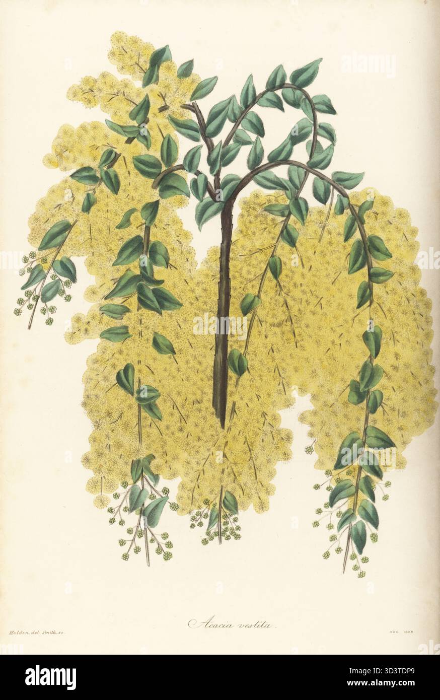 Haarige Flechten, weinende Langeweile, weinende Akazie oder Cunningham-Akazie, Acacia vestita. Gebürtig in New South Wales, Australien, New Holland, gesandt von dem englischen Botaniker Allan Cunningham. Ein Exemplar, das im Bayswater-Gewächshaus von Mrs. Elizabeth Wright, Comtesse de Vandes, gezüchtet wurde. Handkolorierter Kupferstich von Frederick William Smith nach einer botanischen Illustration von Samuel Holden aus Joseph Paxton’s Magazine of Botany, and Register of Flowering Plants, Volume 3, W.S. Orr, London, 1837. Stockfoto