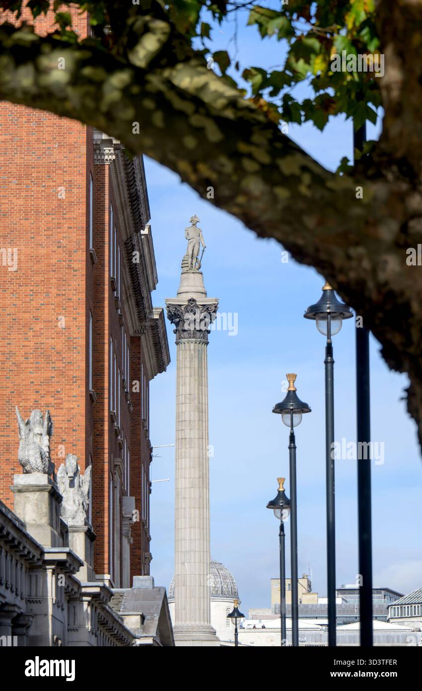 London, Großbritannien. Nelsons Säule von Whitehall aus unter dem Ast eines London Plane Baumes Stockfoto