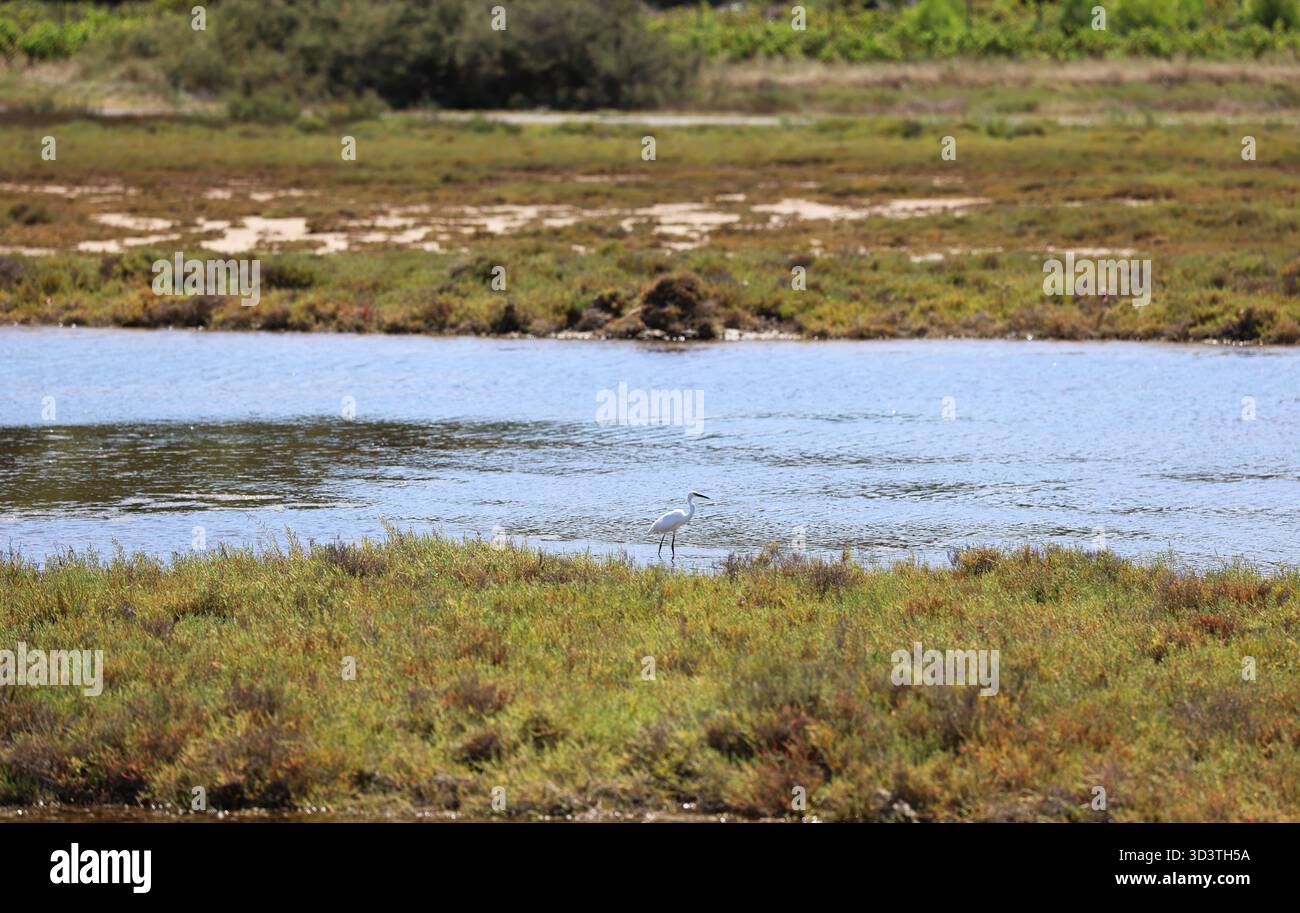 Reiher auf einer Wiese in Südfrankreich Stockfoto