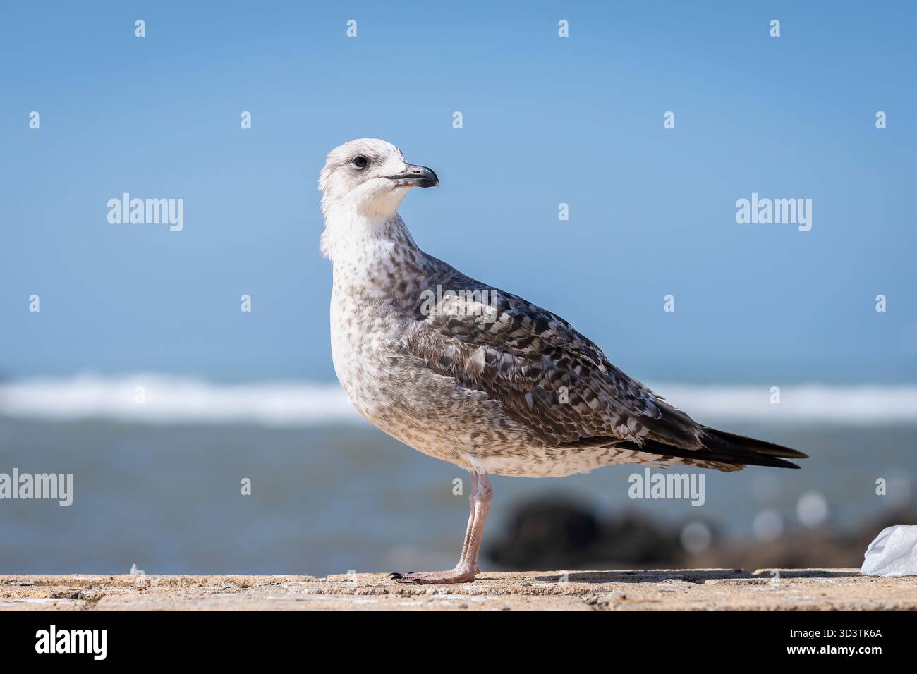 Die junge europäische Heringsmöwe (Larus argentatus) steht an den Hafenmauern von Essaouira. Die junge Heringsmöwe fotografiert in Essaouira. Stockfoto