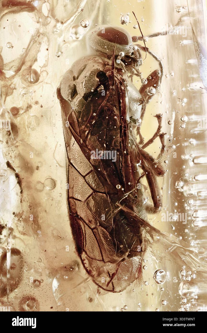 Extrem seltenes Fossil der Sägefliege (Pergidae) in Ostseestoff mit detaillierten Flügeln, Körperstruktur und ausgezeichneter Erhaltung Stockfoto